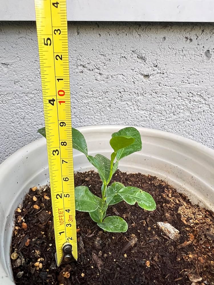 Amazon.com : Live Kaffir Lime Tree Plant, Citrus Hystrix